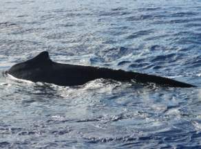 Humpback Whale in Hawaii